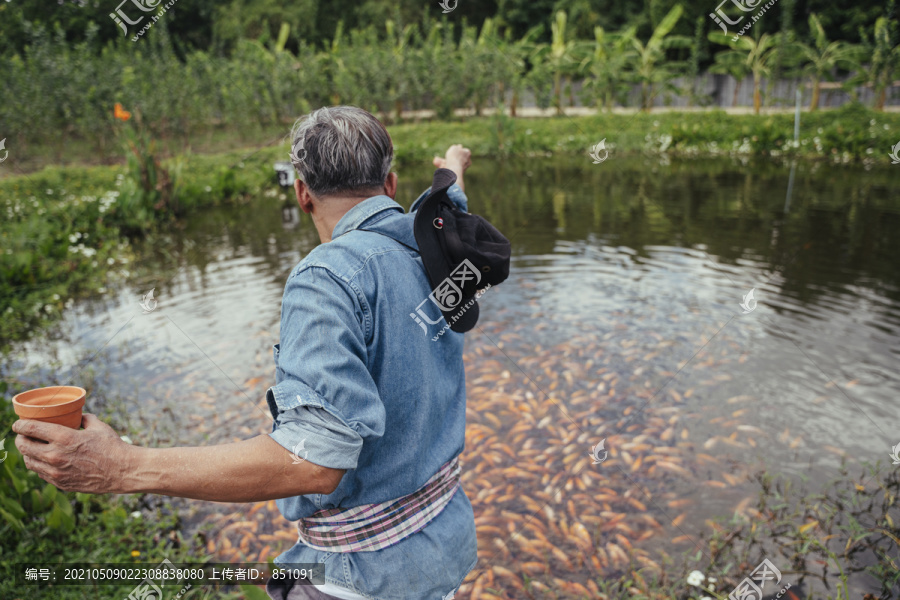 亚洲老年农场主在渔场用颗粒饲料喂鱼。