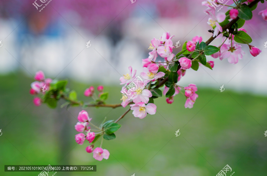 海棠花