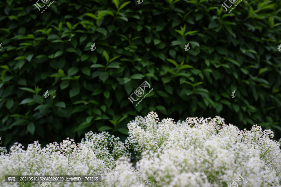 绿植背景