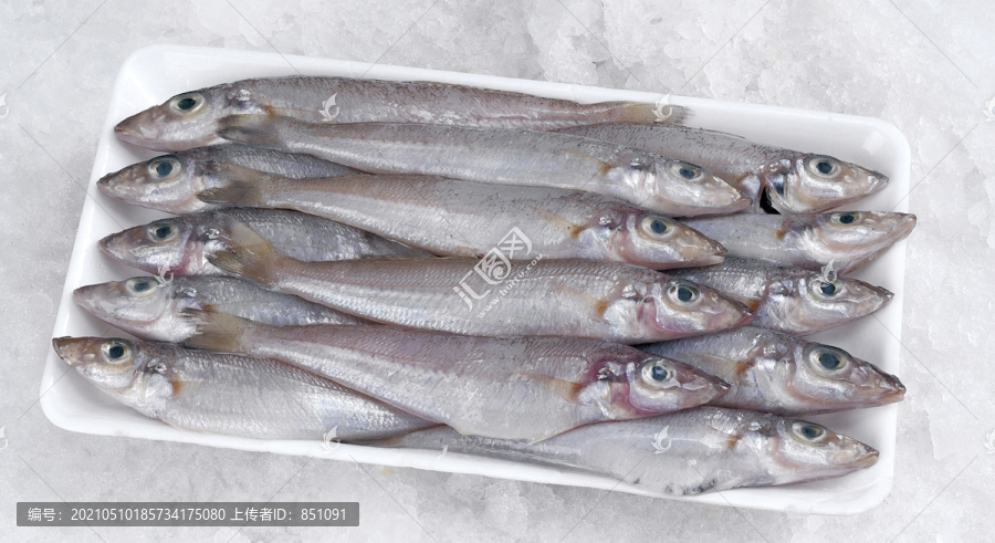 魚類圖片系列。