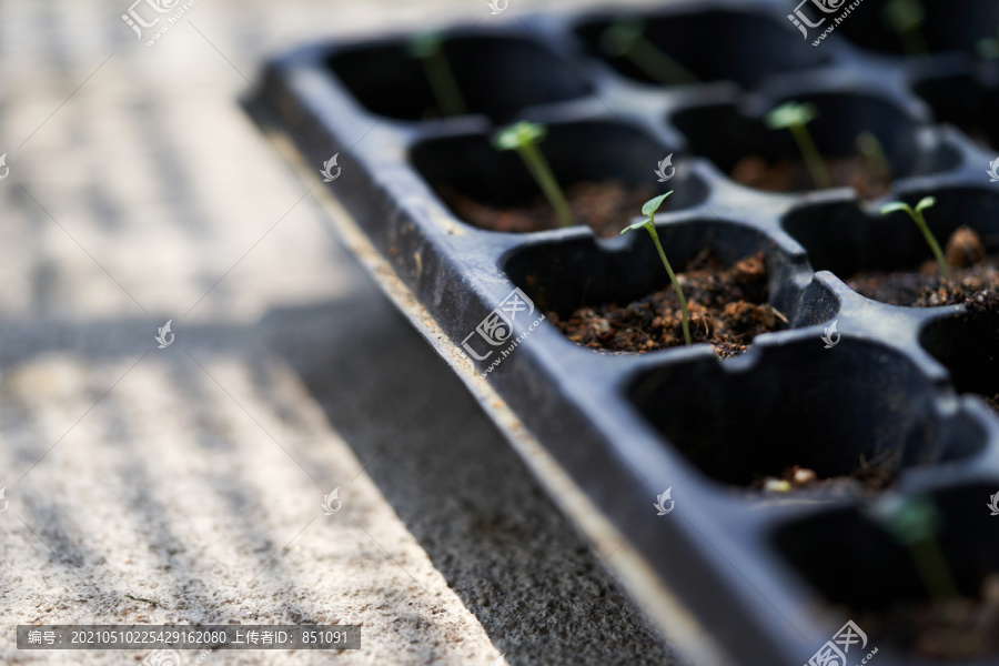 幼嫩的植物在晨光中映照在大自然的背景上。幼嫩的植物和新鲜的树苗在晨光的照耀下，幼嫩的植物和幼苗的绿叶