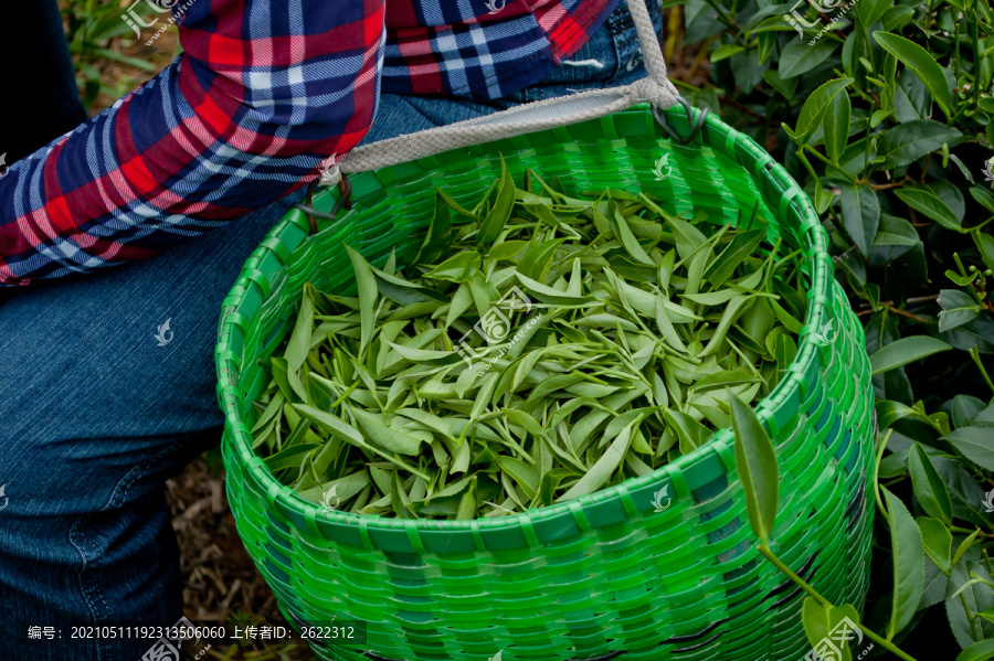 采下来的茶叶