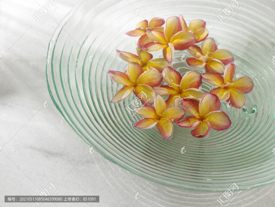 漂浮在水面上的鸡蛋花