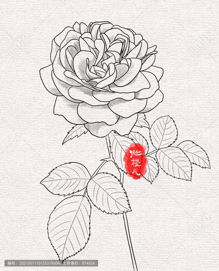 月季花玫瑰白描