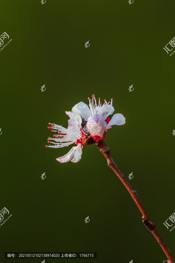 初春的山桃花