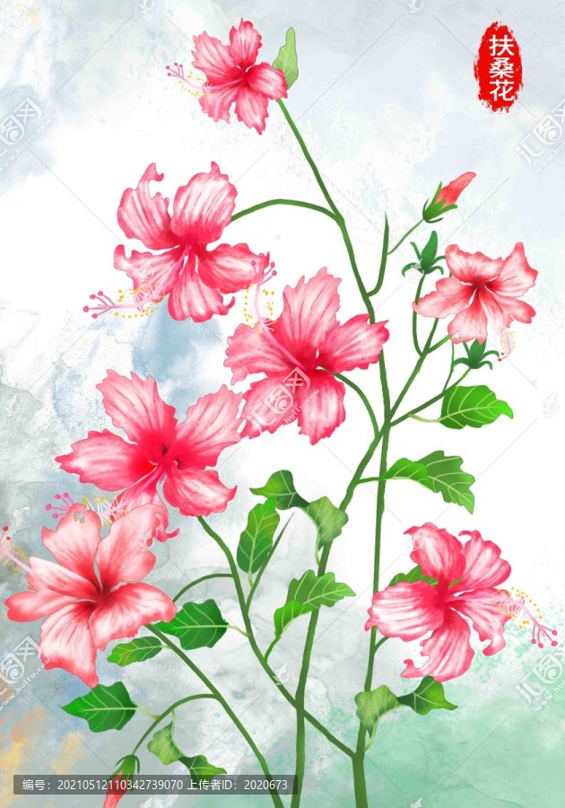 扶桑花插畫(huà)