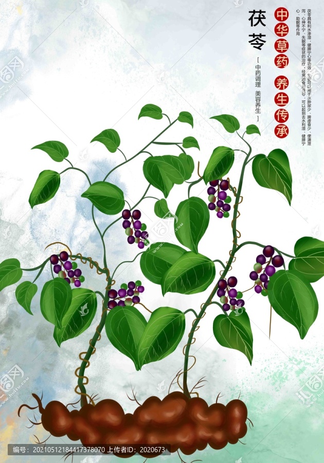茯苓插畫
