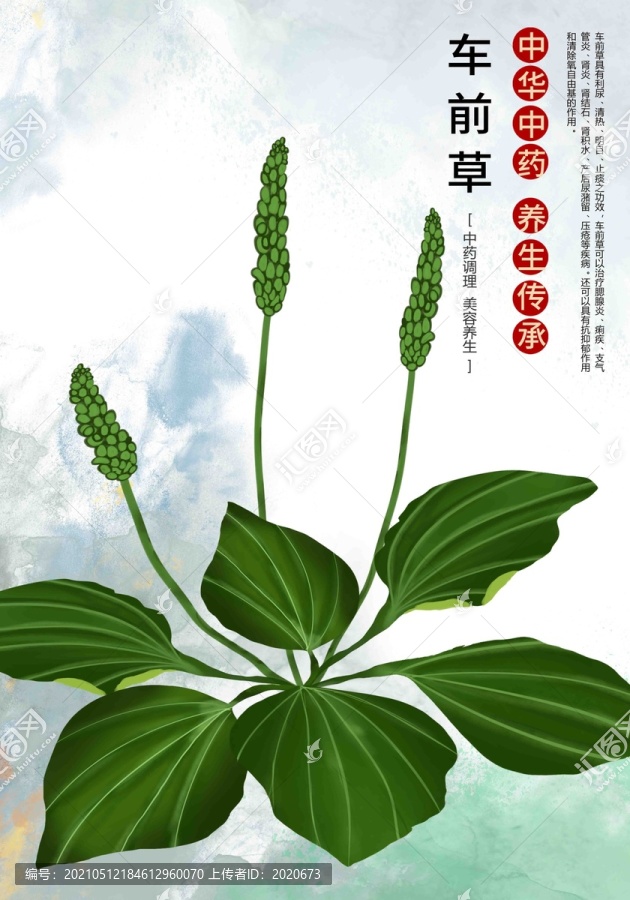 車前草插畫