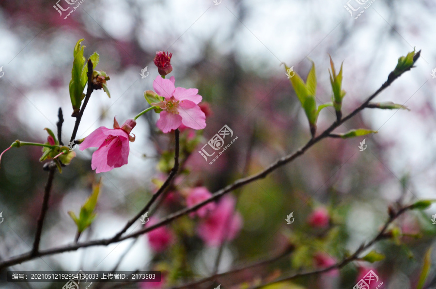 山樱花