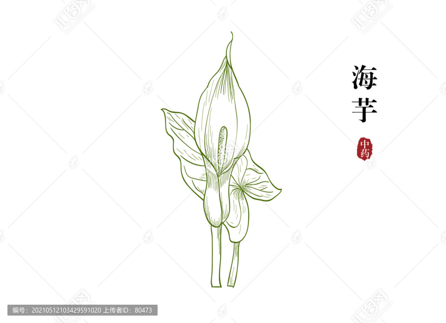 海芋