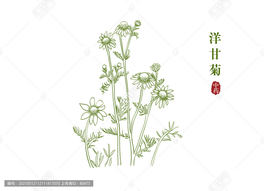 洋甘菊