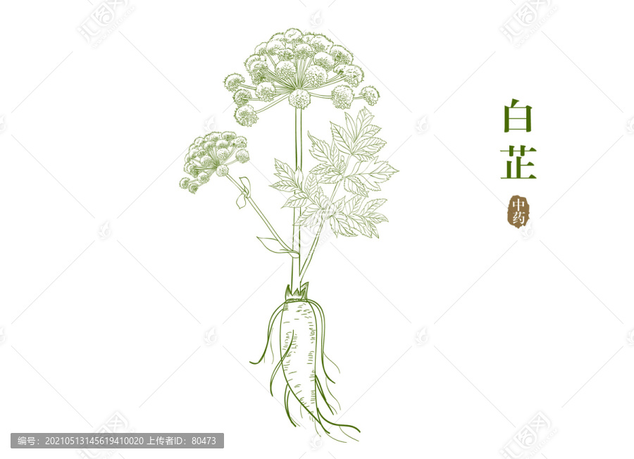 白芷