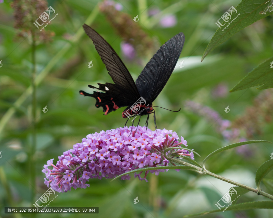 一只访花的多姿麝凤蝶