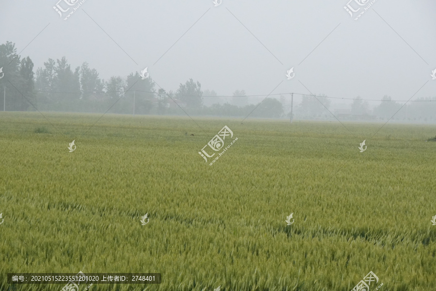 雨中的麦田