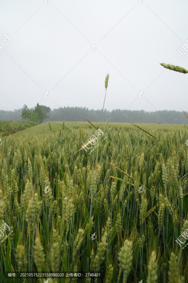 雨中的麦田