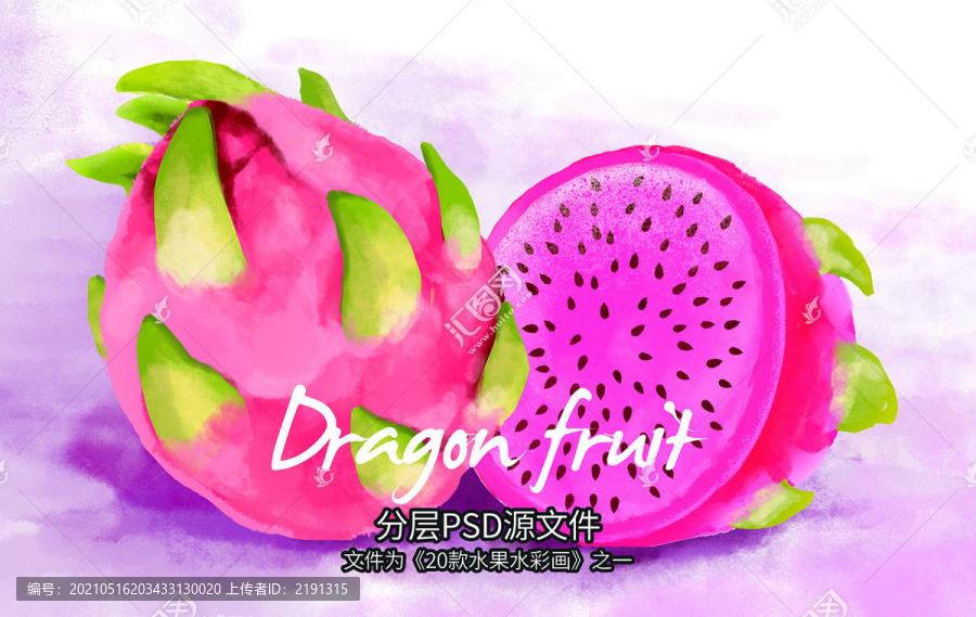 紅心火龍果水彩畫