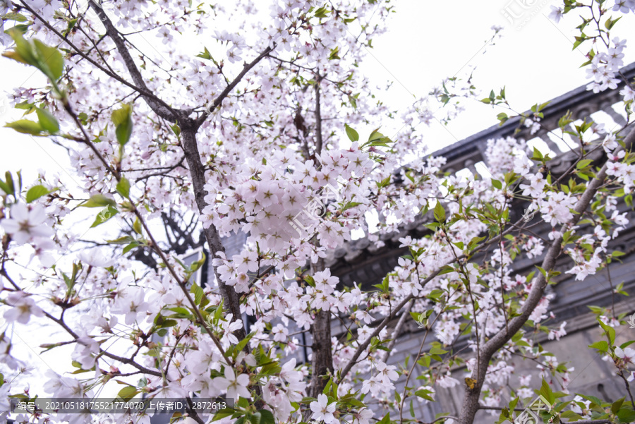 櫻花