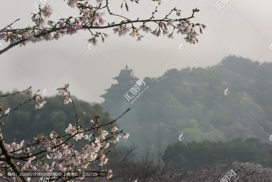 中国湖北武汉东湖磨山樱园樱花