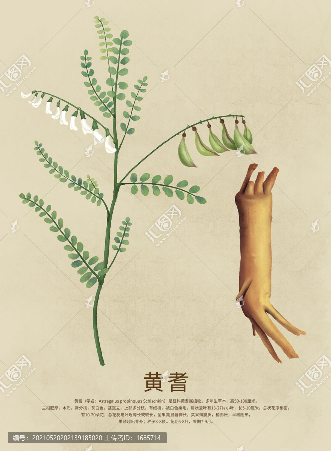 黃耆