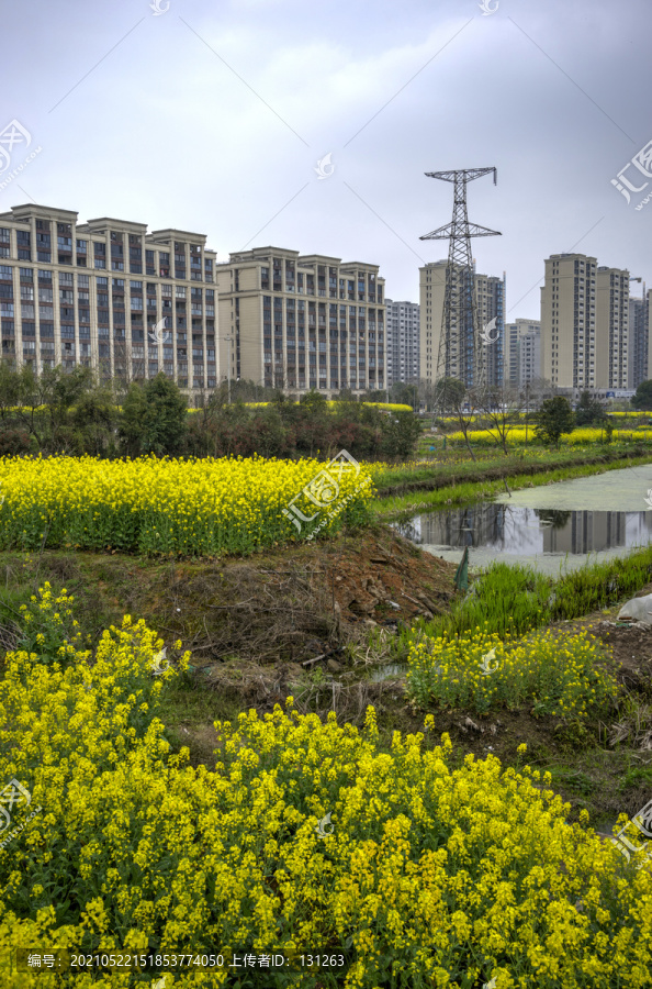 金华志和路油菜花