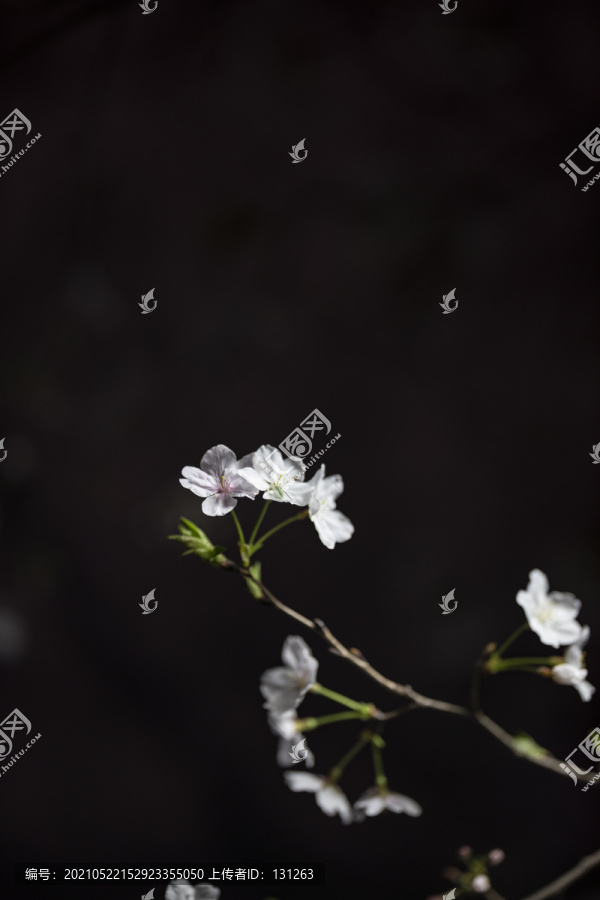 黑夜中的白色樱花