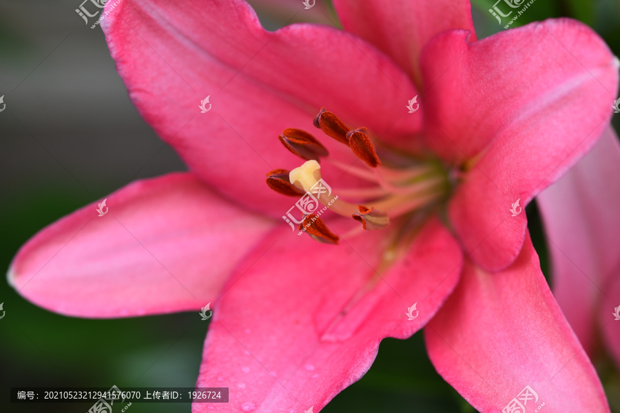 百合花