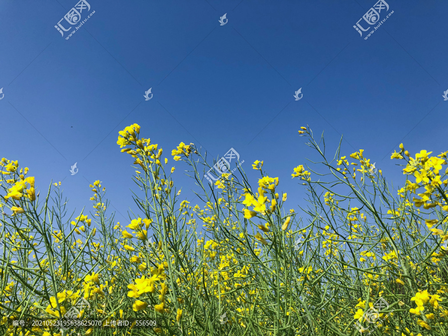 油菜花