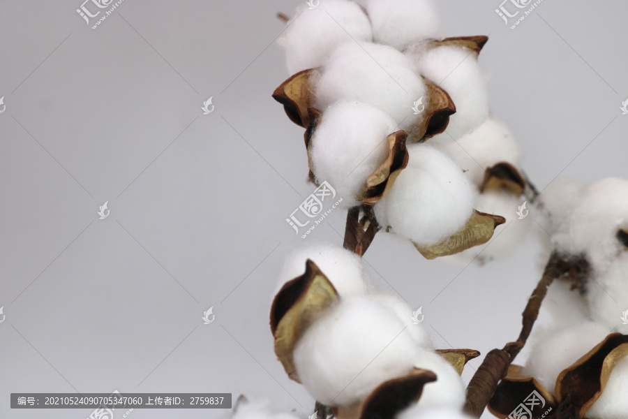 棉花素材