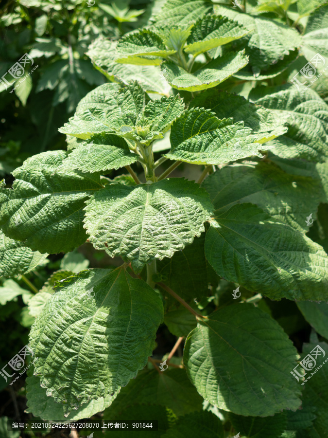 荨麻科植物水苎麻