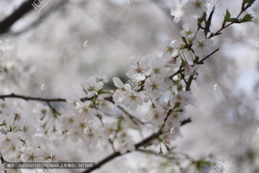 北京玉渊潭公园樱花节