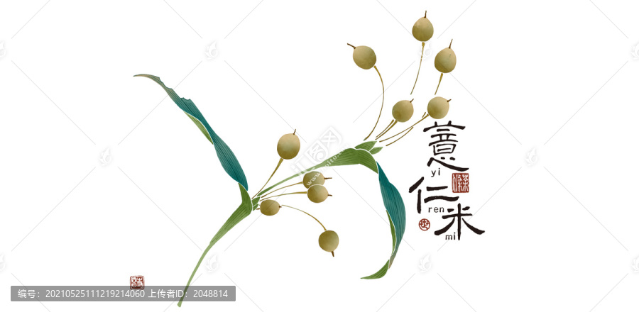 薏仁米