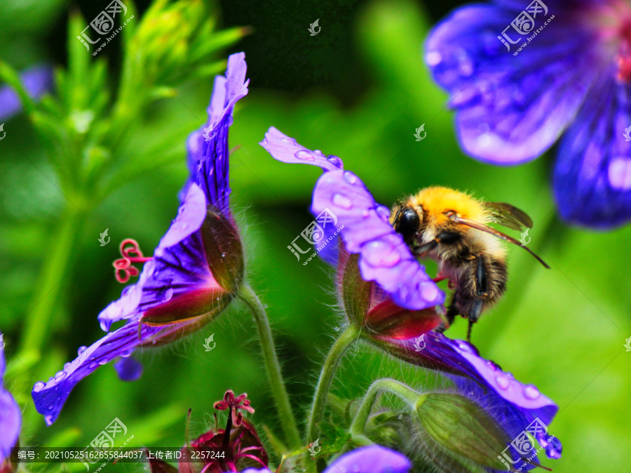 熊蜂