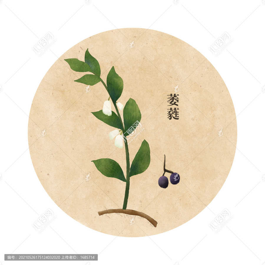 萎蕤