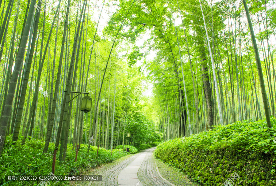 竹林小道