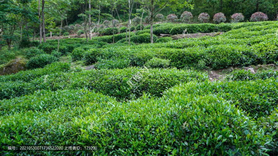 茶树桩