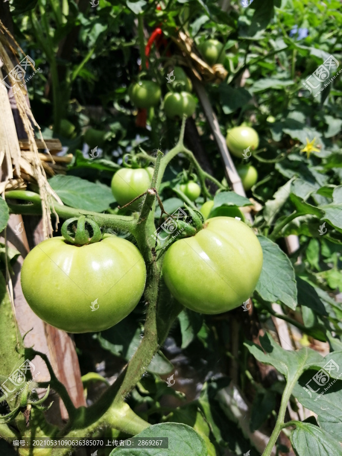 绿色番茄西红柿