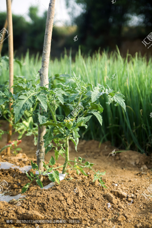 西红柿幼苗