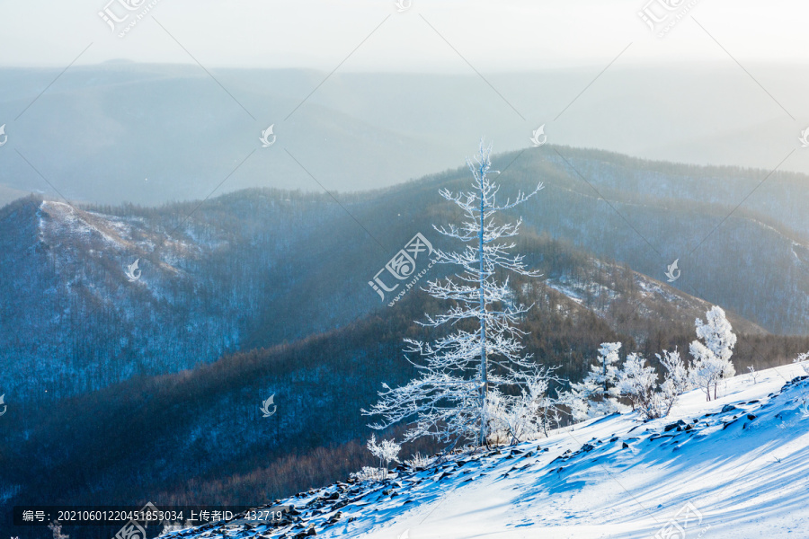 冬季森林积雪