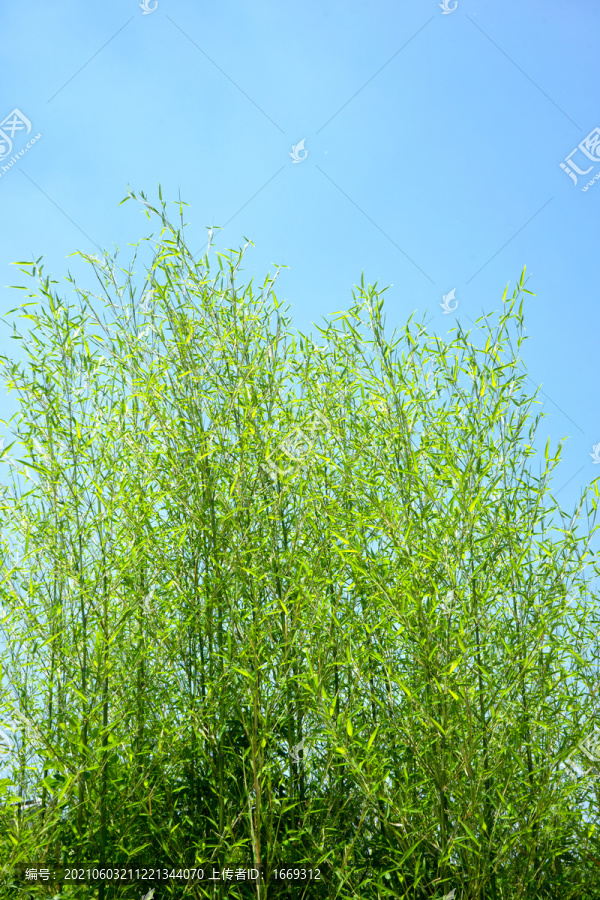 景观竹