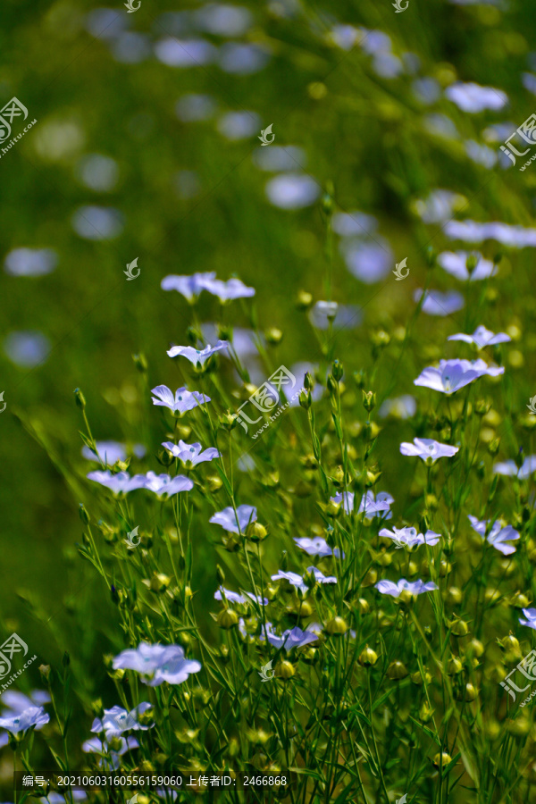 亚麻花