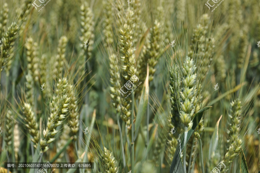 灌浆的小麦