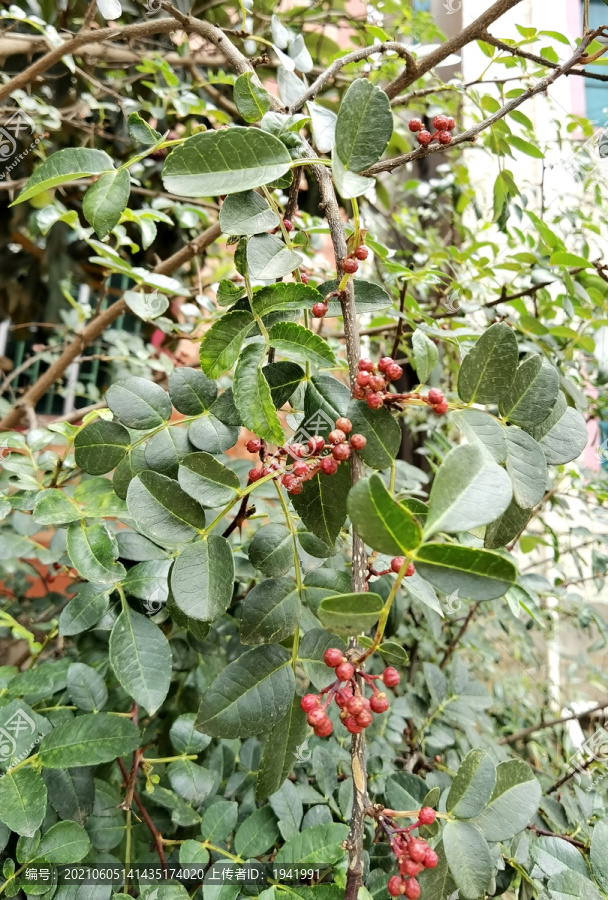 花椒