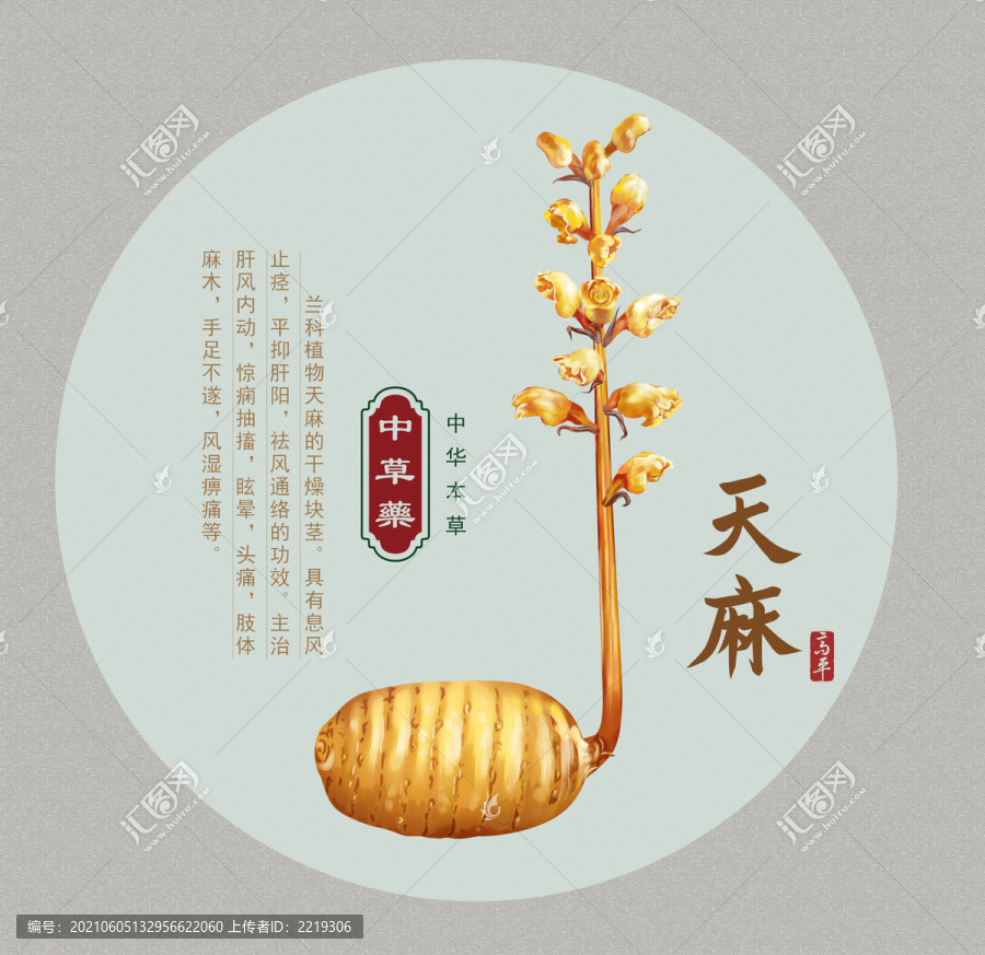天麻手繪插畫(huà)