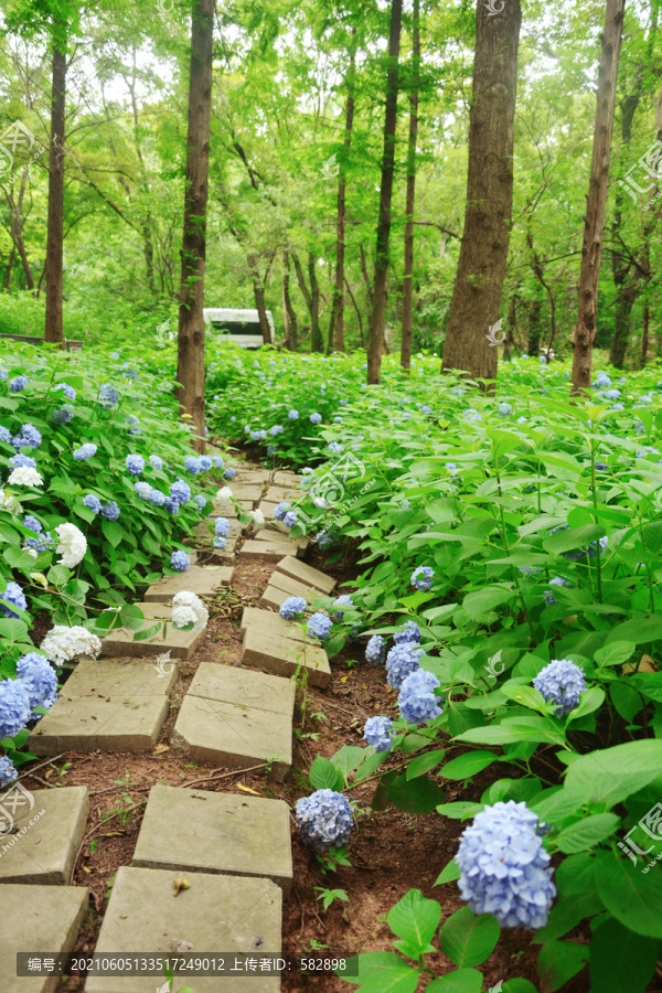 林间花路