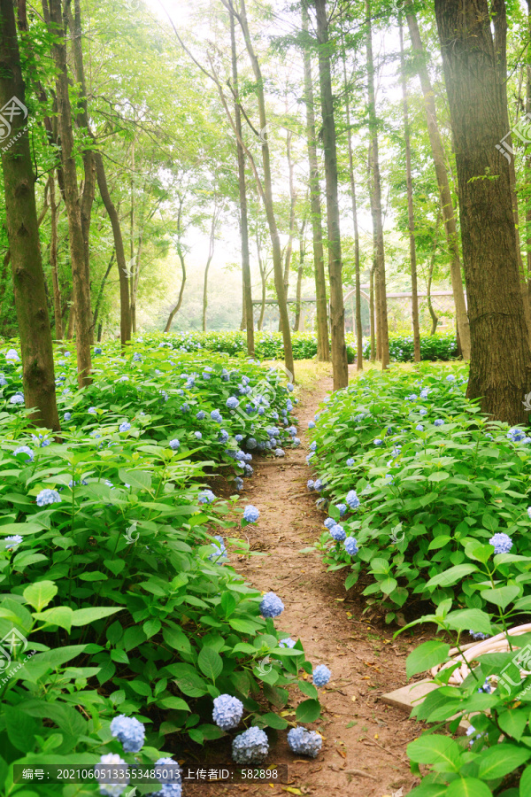 花间小路