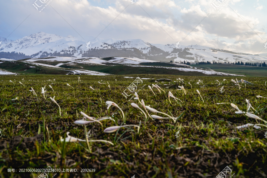 新疆那拉提景区空中草原