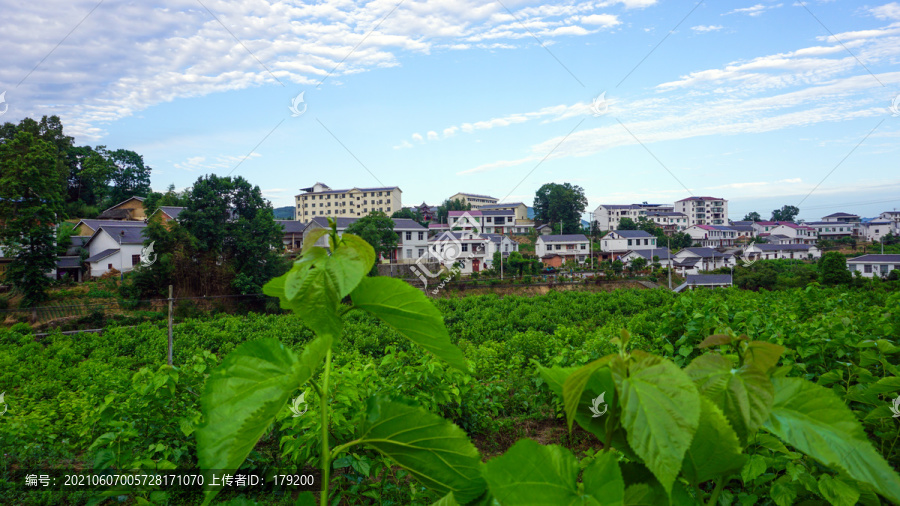 龙坝桑葚八