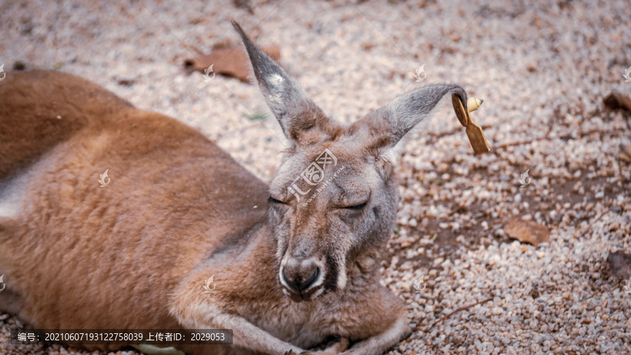 動物園袋鼠