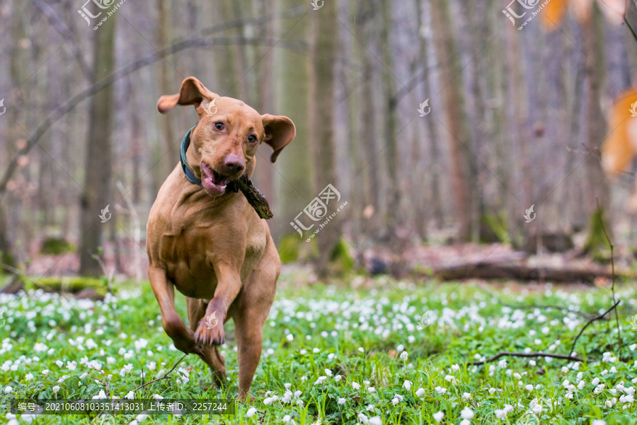 匈牙利维斯拉犬