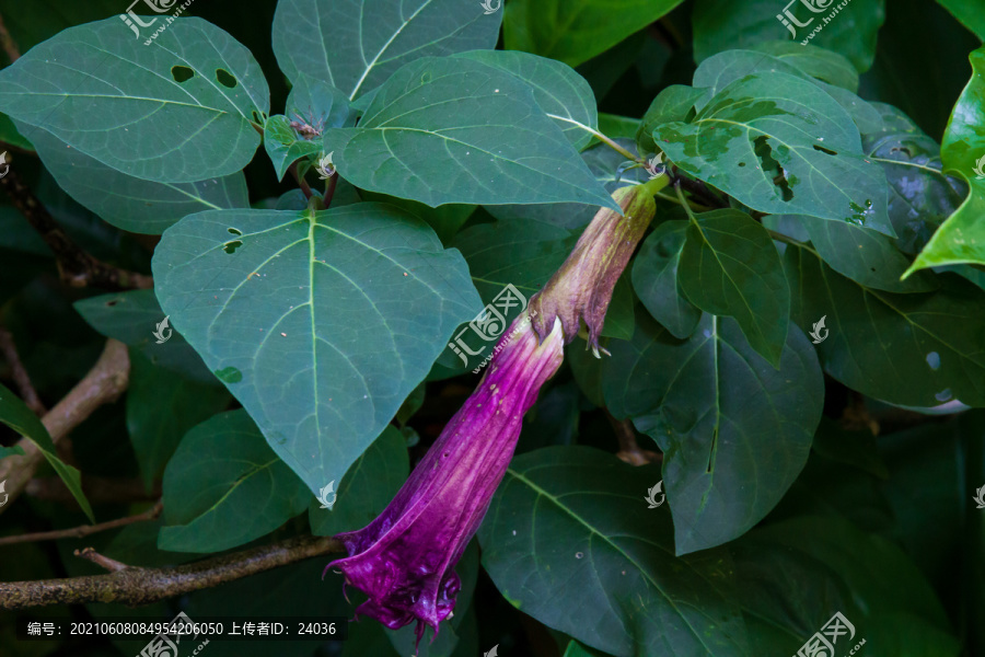 紫花重瓣曼陀罗